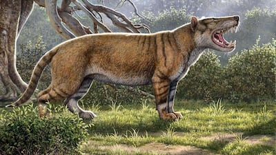A Simbakubwa kutokaafrika, a gigantic mammalian carnivore that lived 22 million years ago in Africa and was larger than a polar bear. Mauricio Anton / ohio university / AFP