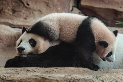 Seven-month-old male giant panda cub Rio with his mother Hu Chun in Bogor, West Java, Indonesia. AFP