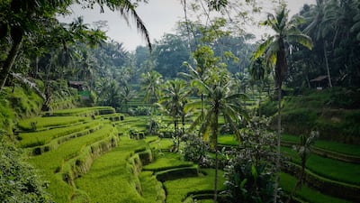 Bali will welcome retired workers and digital nomads as part of Indonesia's new long-term visa schemes. Photo: Niklas Weiss / Unsplash