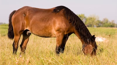 Peta suggests replacing the phrase 'beat a dead horse' with 'feed a fed horse'