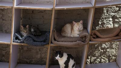 Currently, the motel hosts around 50 cats and 25 dogs. EPA
