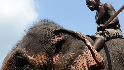 A Sri Lankan mahout rides an elephant along a street in Colombo. The Sri Lankan elephant is one of three recognised subspecies of the Asian elephant, native to Sri Lanka. Lakruwan Wanniarachchi / AFP