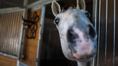 A horse stands in the stables of the 'Fiaker' (fiacre, a horse-drawn carriage) company 'Paul' in Vienna, Austria. EPA
