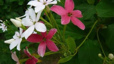 Fertiliser with phosphorus in it is good for blooming species such as Rangoon creeper because it encourages rapid growth and the production of flowers.