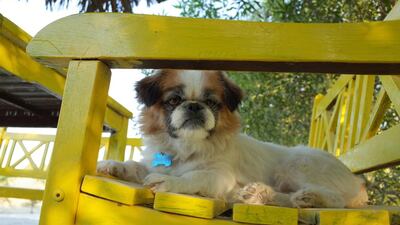 Many of the animals at the Bahya sancutary find comfort in their surroundings as they relax and soak up the sun. Delores Johnson / The National