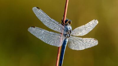 A keeled skimmer dragonfly rests on a plant stem near Stara Basta, or Obast in Hungarian, in southern Slovakia. EPA
