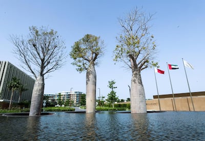 There are four baobab trees at Al Seef and three in Jumeirah. Victor Besa / The National