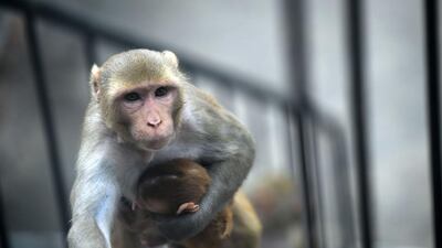 A female monkey climbs a stairs with her baby in New Delhi. Prakash Singh / AFP