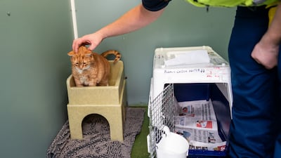 Chris, an animal attendant supervisor, checks on a cat at the reception centre