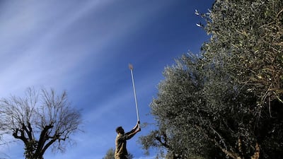Dimitris Apostolopoulos collects olives at an olive grove in Velanidi village. Petros Giannakouris / AP Photo