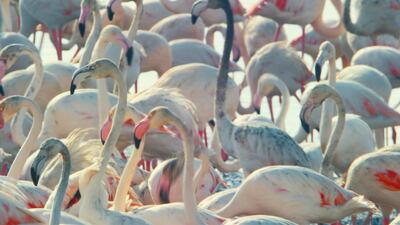 Abu Dhabi is being exhibited without accompanying materials or paintings at Manarat Al Saadiyat, where it will be on show until January next year.