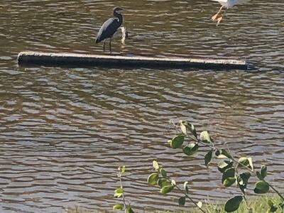 A black heron and a warbler in the Batinah towns. Photo: Saleh Al Shaibany/The National
