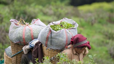 Workers at Happy Valley Tea Estate