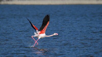 A flamingo prepares to fly, on the Greek island of Samos. AFP