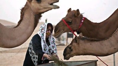 Camel racing and beauty contests are about prestige, money and fame.