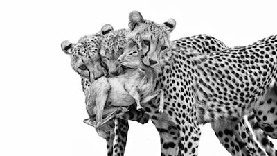 'Deadly Lessons' by Marina Cano from Spain, of a group of cheetahs after they caught a Gunther's dik-dik in Kenya