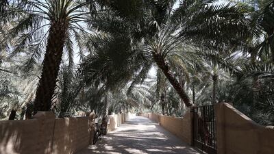 View of the Al Ain Oasis in Al Mutawaa area in Al Ain. Pawan Singh / The National