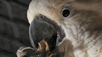 An umbrella cockatoo at The Walkabout in The Green Planet, Dubai. Chris Whiteoak / The National