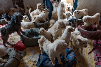 Animal abuse remains an issue in Egypt and during her time running the shelter, Ms Gamal has seen some 'shocking' cases. Mahmoud Nasr / The National