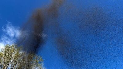 Winter gnats perform a courtship ritual in the sunshine in Northamptonshire, England. PA