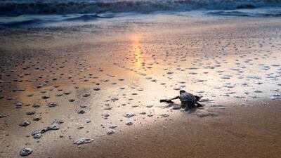 Leatherback turtle. Courtesy WWF