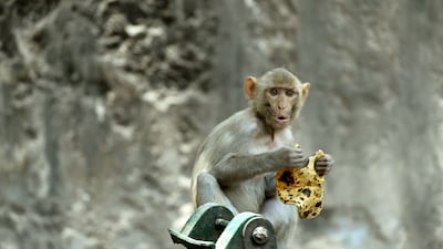 A monkey eats a chapati from a garbage bin in New Delhi. AFP