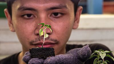 A worker checks on Thai basil sprouts at a vertical farm in Jakarta, Indonesia. Getty Images
