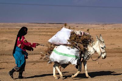 A donkey carrying wood from trees cut down at Mount Abdulaziz nature reserve. AFP