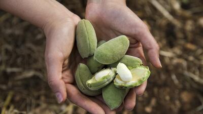 Sansour spent time with growers in Uruguay and Honduras and enrolled into a PhD in Agriculture and Life Sciences in the US. However, she decided to leave the programme and return to the Palestinian territories to learn more about her ancestors’ ways of growing instead.