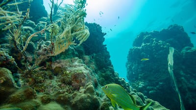 Dr Burt says marine heat waves are expected to increase in frequency and severity, affecting vulnerable ecosystems and organisms in the coming two decades. AFP