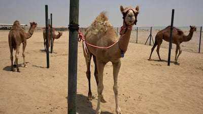 Many young camels in the Emirates are descended from Shaiba Shaheen, Old Man Shaheen, a Ras Al Khaimah camel born in 1972 and named for its owner, Shaheen Al Awani. This is Camel #816 at the Advanced Scientific Group Camel Research Facility, near Sweihan. ( Christopher Pike / The National / August 28 2013)