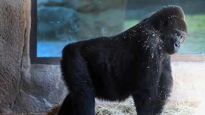 Lady, a gorilla, is 39 and the oldest animal at Al Ain Zoo. The zoo is celebrating 45 years this month. Delores Johnson / The National