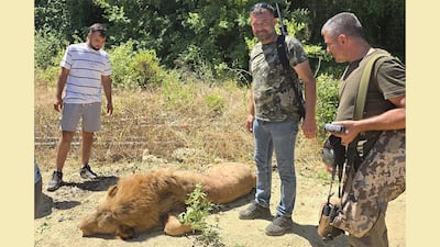 A lion was shot dead after escaping from an animal theme park in Antalya. AFP