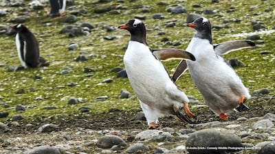 A pair of gentoo penguins on Neko Island in South Georgia walk in tandem. Andre Erlich / The Comedy Wildlife Photography Awards 2019
