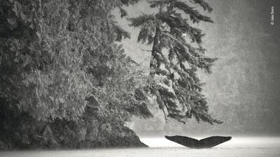 Teamwork by Jake Davis, USA. Jake was on a boat off the coast of Great Bear Rainforest, British Columbia, Canada where he watched humpback whales bubble-et feeding. Here the leader whale dives to locate the fish, once the fish are located, the rest of the pod swim in decreasing circles while blowing bubbles which create a net, trapping the fish. © Jake Davis/ Wildlife Photographer of the Year