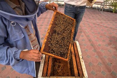 A hive typically has one queen bee, plus worker bees and drone bees. Antonie Robertson / The National