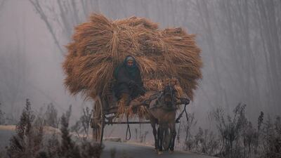 A man rides his horse cart loaded with bundles of dried grass on a cold winter morning in the outskirts of Srinagar. Danish Ismail / Reuters
