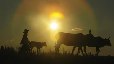 A herder walks with cattle during the sunset in Naypytaw, Myanmar. Aung Shine Oo / AP Photo