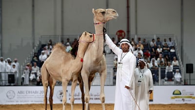 Camels are auctioned off during Adihex on Friday. Pawan Singh / The National