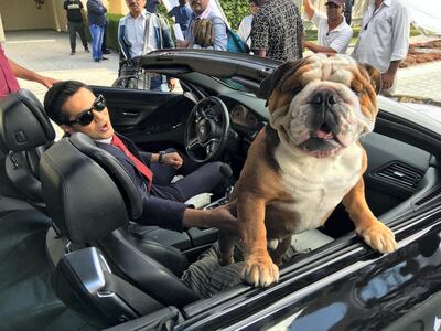 Maximus cruises around with Varun Dhawan on the set of Bollywood film 'Dishoom'. Courtesy Katherine Cebrowski