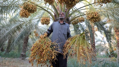 A farmer carries freshly harvested dates in an orchard on the banks of the Shatt al-Arab, where rising salinity and water shortages are threatening Iraqi date production, in Basra. Reuters