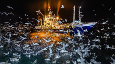 'The Feast', taken in northern Norway by Audun Rikardsen