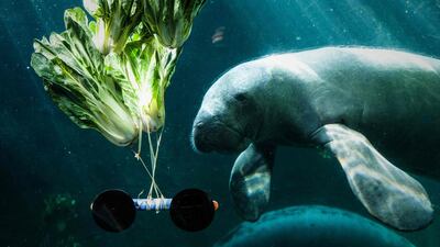 A manatee feeds on cabbage in the aquarium at the Vincennes zoological gardens. AFP