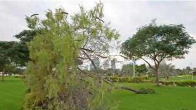 A tree in front of the Zabeel Palace was uprooted by strong winds in Dubai on Nov 15 2008.