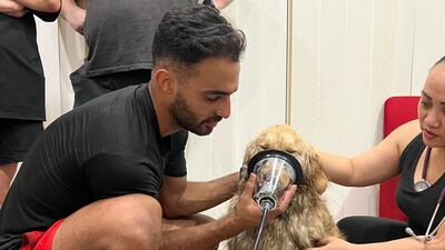 Ali Roozitalab's dog Maya was rescued from the recent Dubai Marina fire by Dubai Search and Rescue workers. Photo: Ali Roozitalab