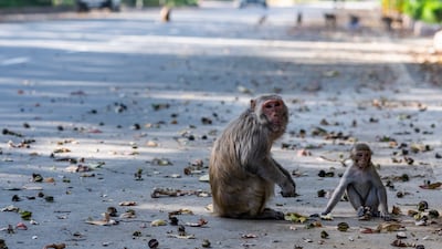 Monkeys on a street in New Delhi.