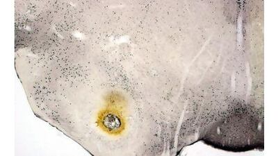 Yemeni Defence Minister General Mohammed Nasser Ahmed (C), who escaped an Al Qaeda assassination attempt, oversees a military operation against Al Qaeda in Loder, in the southern Abyan province.