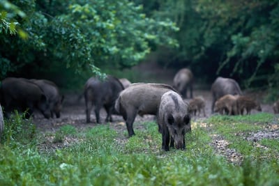 An absurd tweet about 30-50 feral hogs became a meme. Alamy