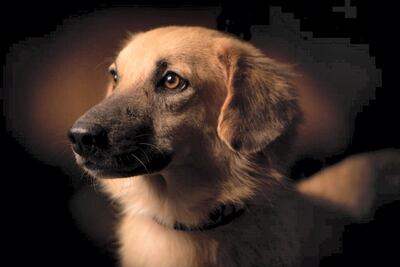 Animal rights advocates have backed financial penalties for irresponsible pet owners. Courtesy Stray Dogs Center UAQ