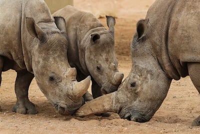 Rhinos at Al Ain Zoo. Photo: Al Ain Zoo